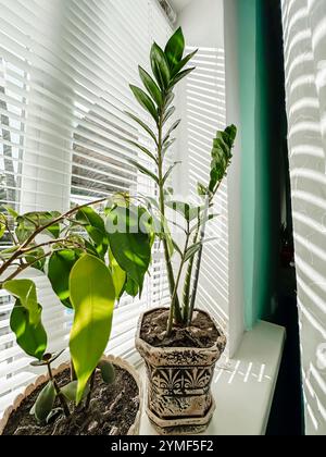 Eine Topfpflanze sitzt auf einer Fensterbank neben einer anderen Pflanze. Das Fenster ist mit weißen Jalousien bedeckt und das Sonnenlicht scheint durch die Jalousien, ca. Stockfoto