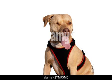 Ein beeindruckendes Porträt eines einäugigen Pitbull, der ruhig sitzt und seine Widerstandsfähigkeit, seinen Charme und seine einzigartige Schönheit zeigt. Ein wahres Symbol für Stärke und Liebe. Stockfoto