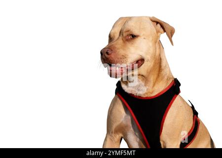 Ein beeindruckendes Porträt eines einäugigen Pitbull, der ruhig sitzt und seine Widerstandsfähigkeit, seinen Charme und seine einzigartige Schönheit zeigt. Ein wahres Symbol für Stärke und Liebe. Stockfoto