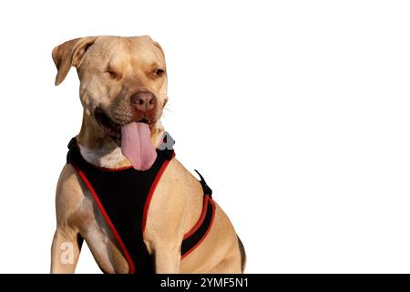 Ein beeindruckendes Porträt eines einäugigen Pitbull, der ruhig sitzt und seine Widerstandsfähigkeit, seinen Charme und seine einzigartige Schönheit zeigt. Ein wahres Symbol für Stärke und Liebe. Stockfoto