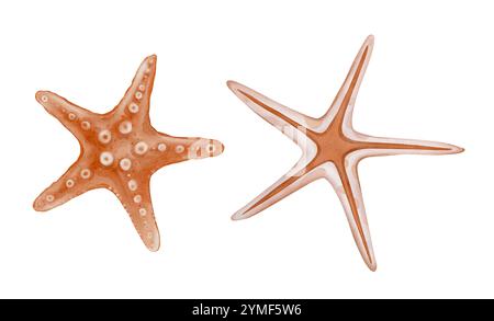 Aquarellset mit Illustrationen eines Vintage-Korallenseestern auf isoliertem Hintergrund. Handgezeichneter Seestern-Fisch in Pastellbeige orange. Zeichnung von Stockfoto