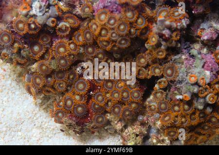 Super Orange Bullseye Zoanthid, Zoanthus spp Stockfoto