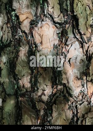 Die Rinde eines Baumes ist rau und voller Textur. Perfekt, um die natürlichen Details und die raue Schönheit von Bäumen hervorzuheben. Stockfoto