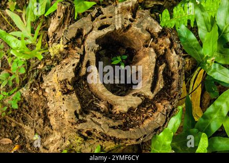 Neues Leben in einem alten ausgehöhlten Stump, Maui, Hawaii Stockfoto