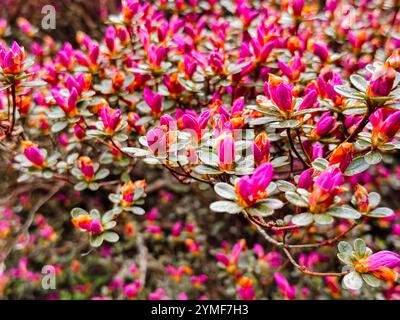 Eine Nahaufnahme von rosa Blüten mit orangefarbenen Spitzen. Die Blumen sind in voller Blüte und sehr hübsch Stockfoto