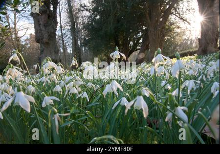 Schneeglöckchen (galanthus) in Welford Park Estate, Newbury, Bekshire, England Stockfoto