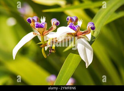 Neomarica gracilis (Walking Iris) blüht in einem Garten Stockfoto