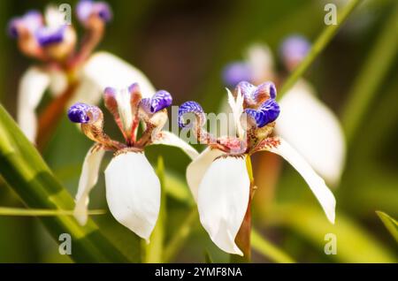 Neomarica gracilis (Walking Iris) blüht in einem Garten Stockfoto