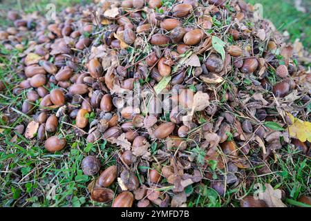 Eine Nahaufnahme eines Haufens von Eicheln auf Gras, gemischt mit Blättern und Zweigen, die die Herbsternte symbolisieren. Stockfoto