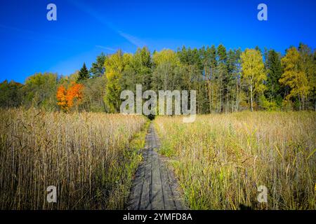 Ein schmaler Holzweg führt durch hohes Schilf zu einem farbenfrohen Herbstwald unter einem leuchtend blauen Himmel und goldenem Licht. Stockfoto