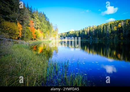 Ein ruhiger See mit bunten Herbstbäumen und einem leuchtend blauen Himmel, umgeben von üppigem Grün und Schilf entlang der Küste. Stockfoto