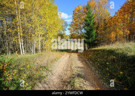 Eine gewundene Feldstraße führt durch goldene Herbstbäume und offene Felder unter einem klaren blauen Himmel, die ländliche Ruhe wecken. Stockfoto