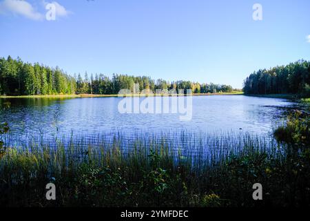 Ruhiger Waldsee umgeben von Bäumen und Schilf, der den blauen Himmel auf seiner ruhigen Oberfläche reflektiert und Ruhe ausstrahlt. Stockfoto