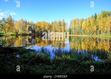 Eine malerische Herbstszene mit leuchtenden goldenen Bäumen, die sich im ruhigen Wasser eines ruhigen Waldsees spiegeln. Stockfoto
