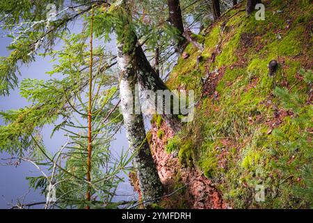 Ein üppiger Waldhang, bedeckt mit Moos und immergrünen Pflanzen, mit Birken, die sich über eine ruhige Wasseroberfläche darunter lehnen. Stockfoto