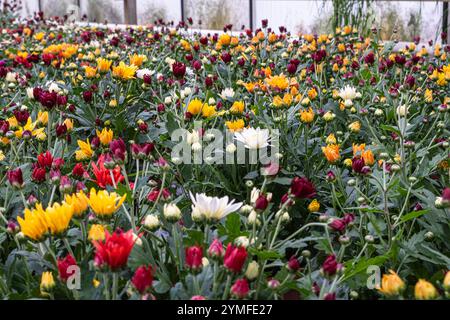 Eine lebhafte Sammlung roter, gelber, oranger und weißer Chrysanthemen blüht in einem Gewächshaus, umgeben von grünem Laub. Stockfoto