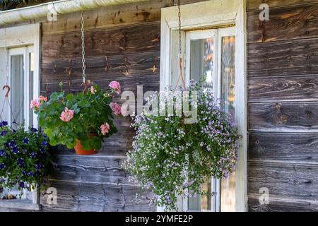 Holzhaus mit hängenden Blumentöpfen mit rosa, lila und weißen Blüten in der Nähe von Fenstern, die eine charmante ländliche Atmosphäre schaffen. Stockfoto