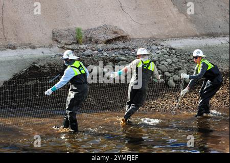 Mesa, Arizona, USA. November 2024. Der Weiße amurfisch, der für die Kontrolle der aquatischen Vegetation wichtig ist, wird während der Wartung des Kanalsystems des Salt River Project in Central Arizona verlegt, das 2,5 Millionen Einwohner des Gebiets Phoenix Wasser für die landwirtschaftliche, industrielle und kommunale Nutzung liefert. Die Besatzungen entwässerten Abschnitte des 131 km langen Kanalnetzes im Rahmen der jährlichen Wartung, die Reparaturen und die Beseitigung von Schlamm umfasst. Die weißen amurfische reduzieren den Bedarf an chemischen Behandlungen, indem sie das Pflanzenwachstum in den Kanälen auf natürliche Weise kontrollieren. (Kreditbild: © Eduardo Barraza/ZUMA Press Wire) E Stockfoto