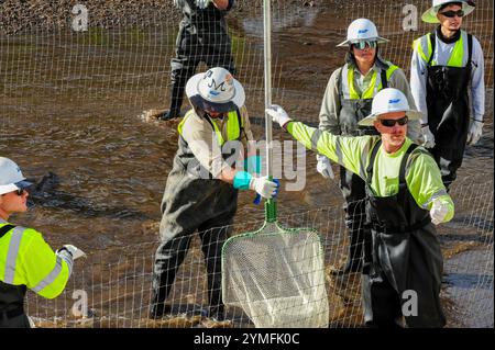 Mesa, Arizona, USA. November 2024. Der Weiße amurfisch, der für die Kontrolle der aquatischen Vegetation wichtig ist, wird während der Wartung des Kanalsystems des Salt River Project in Central Arizona verlegt, das 2,5 Millionen Einwohner des Gebiets Phoenix Wasser für die landwirtschaftliche, industrielle und kommunale Nutzung liefert. Die Besatzungen entwässerten Abschnitte des 131 km langen Kanalnetzes im Rahmen der jährlichen Wartung, die Reparaturen und die Beseitigung von Schlamm umfasst. Die weißen amurfische reduzieren den Bedarf an chemischen Behandlungen, indem sie das Pflanzenwachstum in den Kanälen auf natürliche Weise kontrollieren. (Kreditbild: © Eduardo Barraza/ZUMA Press Wire) E Stockfoto