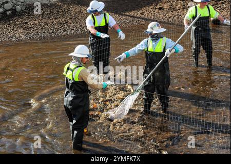 Mesa, Arizona, USA. November 2024. Der Weiße amurfisch, der für die Kontrolle der aquatischen Vegetation wichtig ist, wird während der Wartung des Kanalsystems des Salt River Project in Central Arizona verlegt, das 2,5 Millionen Einwohner des Gebiets Phoenix Wasser für die landwirtschaftliche, industrielle und kommunale Nutzung liefert. Die Besatzungen entwässerten Abschnitte des 131 km langen Kanalnetzes im Rahmen der jährlichen Wartung, die Reparaturen und die Beseitigung von Schlamm umfasst. Die weißen amurfische reduzieren den Bedarf an chemischen Behandlungen, indem sie das Pflanzenwachstum in den Kanälen auf natürliche Weise kontrollieren. (Kreditbild: © Eduardo Barraza/ZUMA Press Wire) E Stockfoto