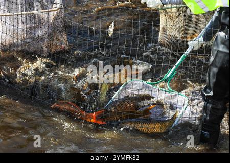 Mesa, Arizona, USA. November 2024. Der Weiße amurfisch, der für die Kontrolle der aquatischen Vegetation wichtig ist, wird während der Wartung des Kanalsystems des Salt River Project in Central Arizona verlegt, das 2,5 Millionen Einwohner des Gebiets Phoenix Wasser für die landwirtschaftliche, industrielle und kommunale Nutzung liefert. Die Besatzungen entwässerten Abschnitte des 131 km langen Kanalnetzes im Rahmen der jährlichen Wartung, die Reparaturen und die Beseitigung von Schlamm umfasst. Die weißen amurfische reduzieren den Bedarf an chemischen Behandlungen, indem sie das Pflanzenwachstum in den Kanälen auf natürliche Weise kontrollieren. (Kreditbild: © Eduardo Barraza/ZUMA Press Wire) E Stockfoto