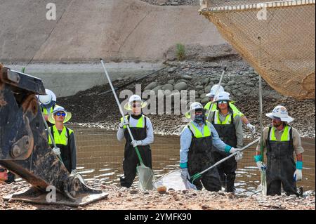 Mesa, Arizona, USA. November 2024. Der Weiße amurfisch, der für die Kontrolle der aquatischen Vegetation wichtig ist, wird während der Wartung des Kanalsystems des Salt River Project in Central Arizona verlegt, das 2,5 Millionen Einwohner des Gebiets Phoenix Wasser für die landwirtschaftliche, industrielle und kommunale Nutzung liefert. Die Besatzungen entwässerten Abschnitte des 131 km langen Kanalnetzes im Rahmen der jährlichen Wartung, die Reparaturen und die Beseitigung von Schlamm umfasst. Die weißen amurfische reduzieren den Bedarf an chemischen Behandlungen, indem sie das Pflanzenwachstum in den Kanälen auf natürliche Weise kontrollieren. (Kreditbild: © Eduardo Barraza/ZUMA Press Wire) E Stockfoto