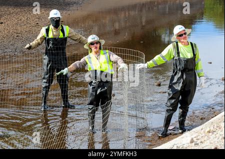 Mesa, Arizona, USA. November 2024. Der Weiße amurfisch, der für die Kontrolle der aquatischen Vegetation wichtig ist, wird während der Wartung des Kanalsystems des Salt River Project in Central Arizona verlegt, das 2,5 Millionen Einwohner des Gebiets Phoenix Wasser für die landwirtschaftliche, industrielle und kommunale Nutzung liefert. Die Besatzungen entwässerten Abschnitte des 131 km langen Kanalnetzes im Rahmen der jährlichen Wartung, die Reparaturen und die Beseitigung von Schlamm umfasst. Die weißen amurfische reduzieren den Bedarf an chemischen Behandlungen, indem sie das Pflanzenwachstum in den Kanälen auf natürliche Weise kontrollieren. (Kreditbild: © Eduardo Barraza/ZUMA Press Wire) E Stockfoto