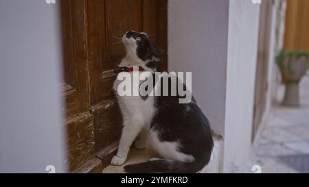 Eine schwarz-weiße Katze mit rotem Kragen sitzt draußen an einer Holztür und blickt neugierig in eine charmante Gasse. Stockfoto