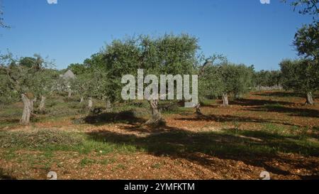 Ein sonniger Olivenhain mit Reifen Olivenbäumen, den olea europaea im Freien in apulien, süditalien, gefunden hat, veranschaulicht den rustikalen Charme und die Landwirtschaft Stockfoto