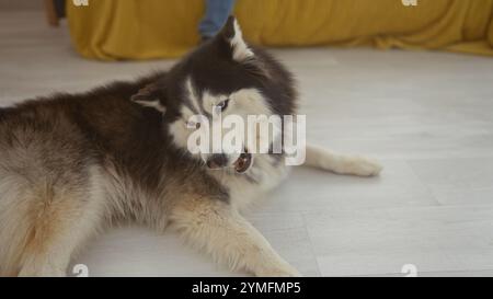 Ein sibirischer Husky mit markanten blauen Augen, der auf dem Holzboden eines modernen Wohnzimmers liegt. Stockfoto