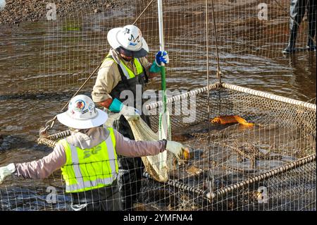 Mesa, Arizona, USA. November 2024. Der Weiße amurfisch, der für die Kontrolle der aquatischen Vegetation wichtig ist, wird während der Wartung des Kanalsystems des Salt River Project in Central Arizona verlegt, das 2,5 Millionen Einwohner des Gebiets Phoenix Wasser für die landwirtschaftliche, industrielle und kommunale Nutzung liefert. Die Besatzungen entwässerten Abschnitte des 131 km langen Kanalnetzes im Rahmen der jährlichen Wartung, die Reparaturen und die Beseitigung von Schlamm umfasst. Die weißen amurfische reduzieren den Bedarf an chemischen Behandlungen, indem sie das Pflanzenwachstum in den Kanälen auf natürliche Weise kontrollieren. (Kreditbild: © Eduardo Barraza/ZUMA Press Wire) E Stockfoto