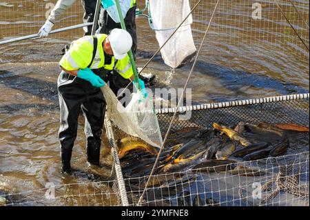 Mesa, Arizona, USA. November 2024. Der Weiße amurfisch, der für die Kontrolle der aquatischen Vegetation wichtig ist, wird während der Wartung des Kanalsystems des Salt River Project in Central Arizona verlegt, das 2,5 Millionen Einwohner des Gebiets Phoenix Wasser für die landwirtschaftliche, industrielle und kommunale Nutzung liefert. Die Besatzungen entwässerten Abschnitte des 131 km langen Kanalnetzes im Rahmen der jährlichen Wartung, die Reparaturen und die Beseitigung von Schlamm umfasst. Die weißen amurfische reduzieren den Bedarf an chemischen Behandlungen, indem sie das Pflanzenwachstum in den Kanälen auf natürliche Weise kontrollieren. (Kreditbild: © Eduardo Barraza/ZUMA Press Wire) E Stockfoto