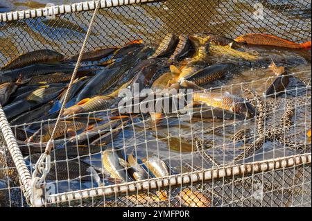 Mesa, Arizona, USA. November 2024. Der Weiße amurfisch, der für die Kontrolle der aquatischen Vegetation wichtig ist, wird während der Wartung des Kanalsystems des Salt River Project in Central Arizona verlegt, das 2,5 Millionen Einwohner des Gebiets Phoenix Wasser für die landwirtschaftliche, industrielle und kommunale Nutzung liefert. Die Besatzungen entwässerten Abschnitte des 131 km langen Kanalnetzes im Rahmen der jährlichen Wartung, die Reparaturen und die Beseitigung von Schlamm umfasst. Die weißen amurfische reduzieren den Bedarf an chemischen Behandlungen, indem sie das Pflanzenwachstum in den Kanälen auf natürliche Weise kontrollieren. (Kreditbild: © Eduardo Barraza/ZUMA Press Wire) E Stockfoto