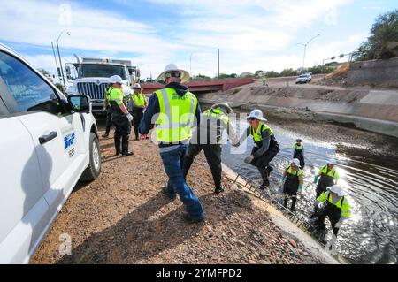 Mesa, Arizona, USA. November 2024. Der Weiße amurfisch, der für die Kontrolle der aquatischen Vegetation wichtig ist, wird während der Wartung des Kanalsystems des Salt River Project in Central Arizona verlegt, das 2,5 Millionen Einwohner des Gebiets Phoenix Wasser für die landwirtschaftliche, industrielle und kommunale Nutzung liefert. Die Besatzungen entwässerten Abschnitte des 131 km langen Kanalnetzes im Rahmen der jährlichen Wartung, die Reparaturen und die Beseitigung von Schlamm umfasst. Die weißen amurfische reduzieren den Bedarf an chemischen Behandlungen, indem sie das Pflanzenwachstum in den Kanälen auf natürliche Weise kontrollieren. (Kreditbild: © Eduardo Barraza/ZUMA Press Wire) E Stockfoto