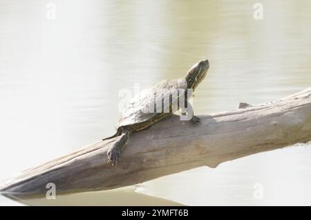 Schieberegler mit großer Biegung (Trachemys gaigeae) Stockfoto