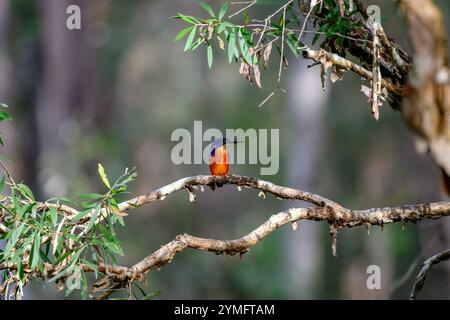 Azure kingfisher, Ceyx azureus, farbenfrohe australische einheimische Flußvogel, blaues Federgefieder, natürliche Natur Stockfoto