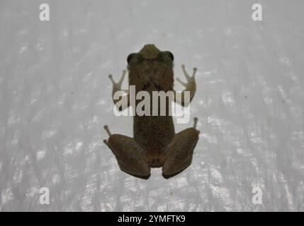 Kleiner antilinischer Pfeiffrosch (Eleutherodactylus johnstonei) Stockfoto