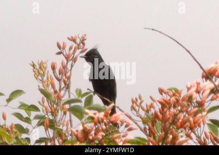 Schwarztyrann mit Haubenrand (Knipolegus-Lophoten) Stockfoto