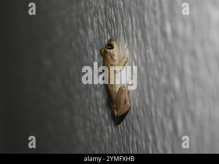 Kleiner antilinischer Pfeiffrosch (Eleutherodactylus johnstonei) Stockfoto