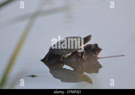 Schieberegler mit großer Biegung (Trachemys gaigeae) Stockfoto