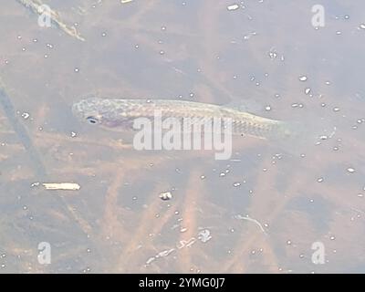 Westliche Moskitofisch (Gambusia affinis) Stockfoto