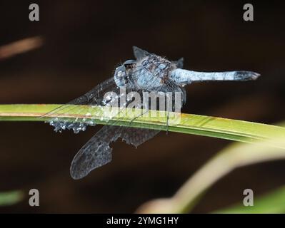 Little Blue Dragonlet (Erythrodiplax minuscula) Stockfoto