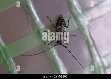 Schwarzwolkiger Longhorn-Käfer (Leiopus nebulosus) Stockfoto