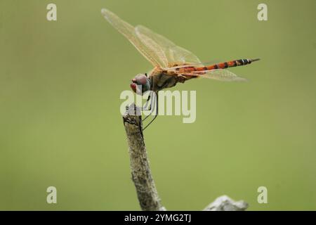 Schlüssellochgleiter (Tramea basilaris) Stockfoto