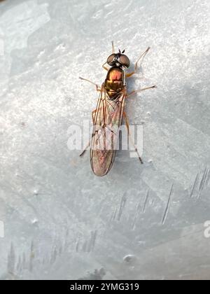 Centurion Fly (Sargus bipunctatus) mit zwei Punkten Stockfoto