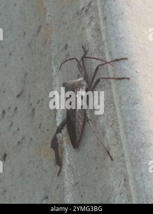 Riesenkäfer mit Blattfüßen (Acanthocephala declivis) Stockfoto