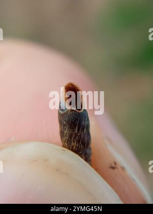 Gewöhnliche Türschnecke (Clausilia bidentata) Stockfoto