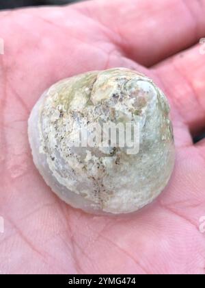 Whitecap Limpet (Acmaea mitra) Stockfoto