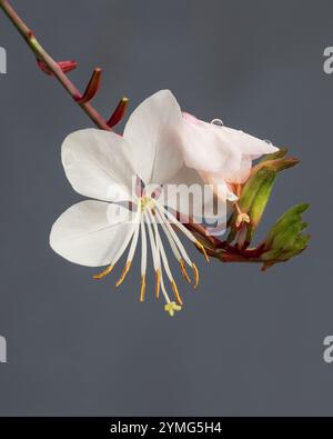 Blassrosa oder weiße Gaura wirbelnde Schmetterlingsblume mit Regentropfen, Nahaufnahme auf grauem Hintergrund Stockfoto