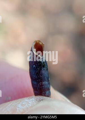 Gewöhnliche Türschnecke (Clausilia bidentata) Stockfoto